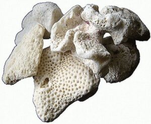 25 Stück Ablegersteine aus Korallengestein 4-8cm